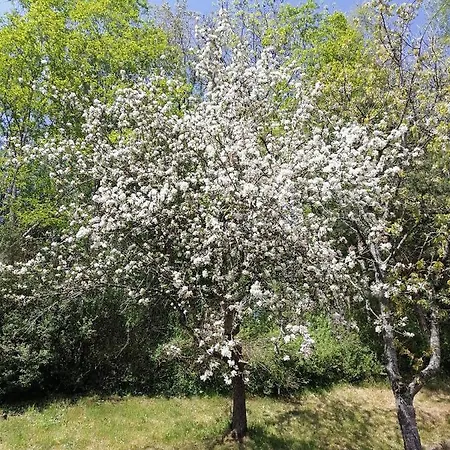 Appartement Riedbach *