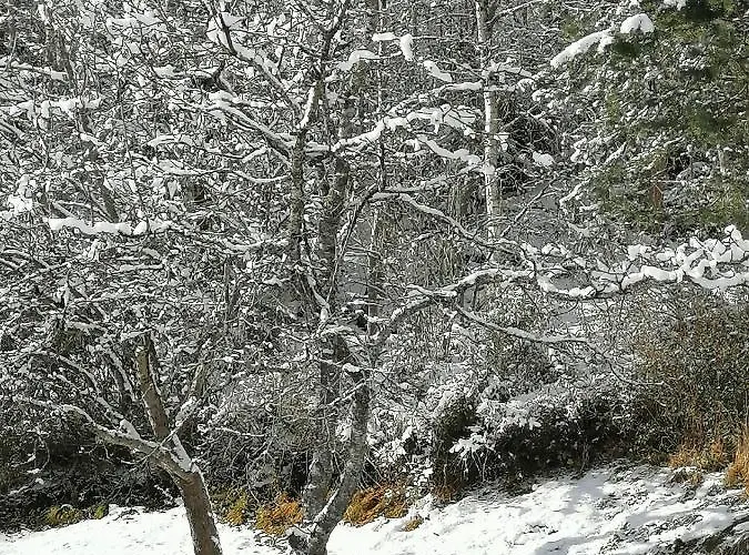 Riedbach 因斯布鲁克